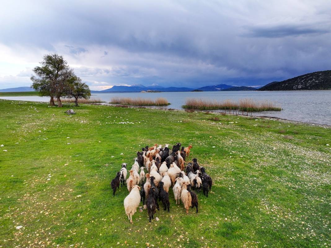 Konya'daki bu adanın sahipleri 50 küçükbaş sürüsü 6